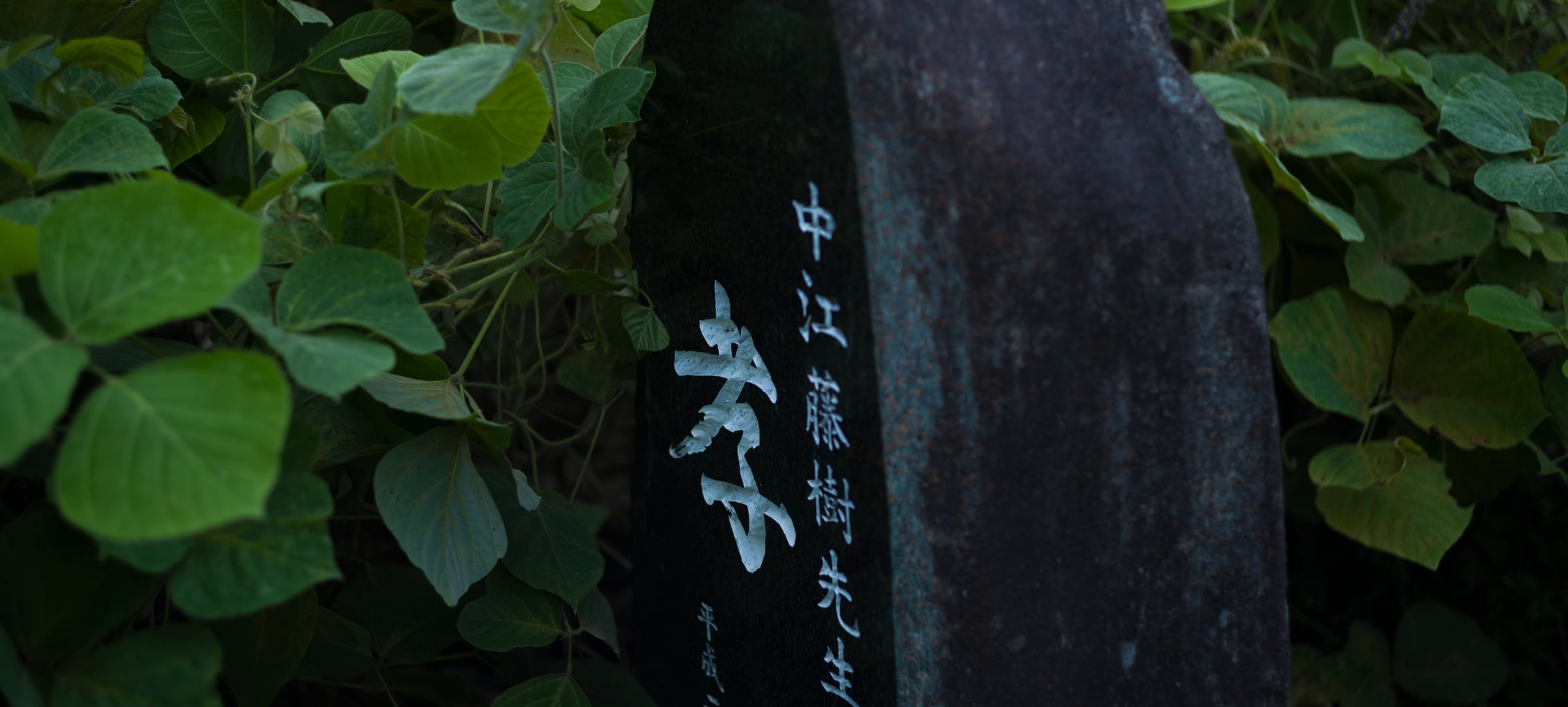 A stone monument inscribed to Toju Nakae among large green leaves (photo: Takahiro Mitsui)