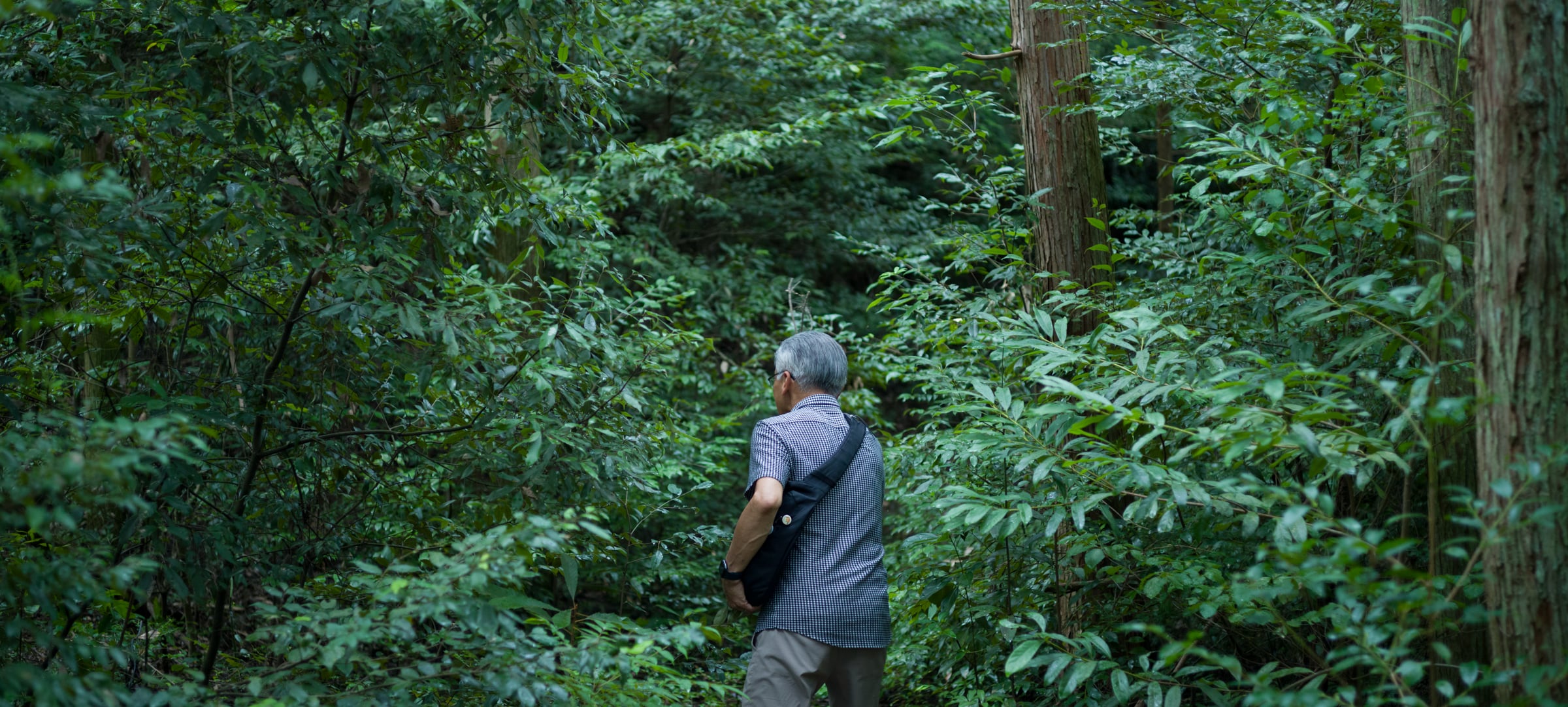 A grey-haired man walking through dense green undergrowth (photo: Takahiro Mitsui)