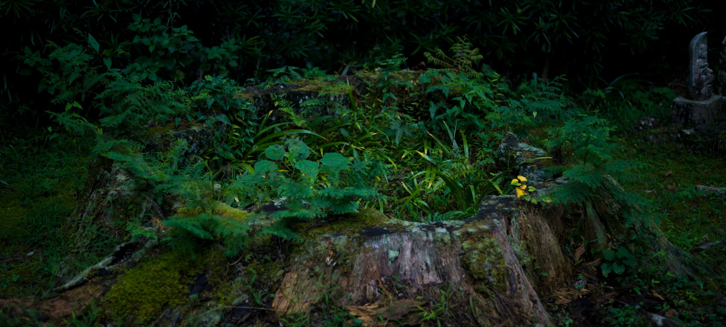 A large tree stump in the forest, covered in moss and ferns (photo: Takahiro Mitsui)