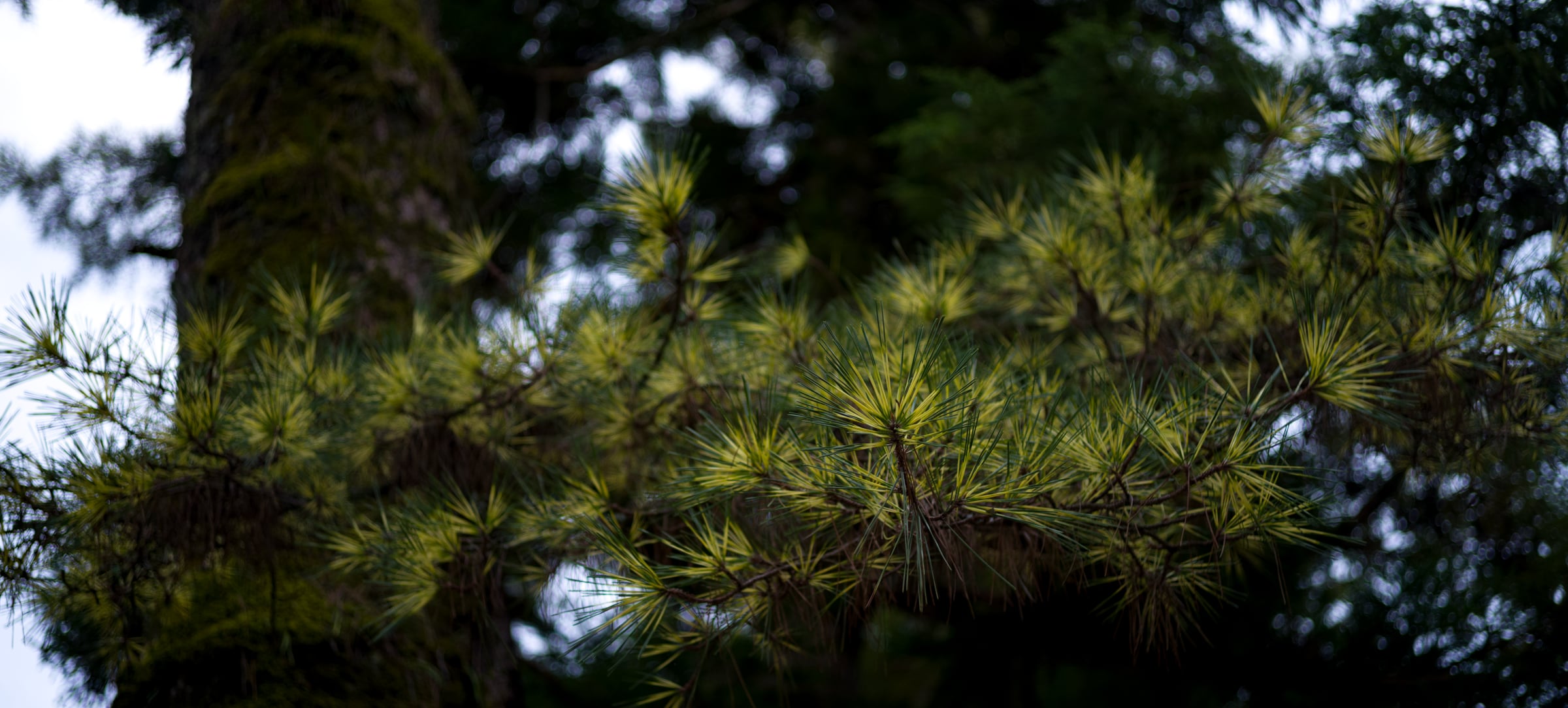 Pine needles catching the light before a dark tree trunk (photo: Takahiro Mitsui)