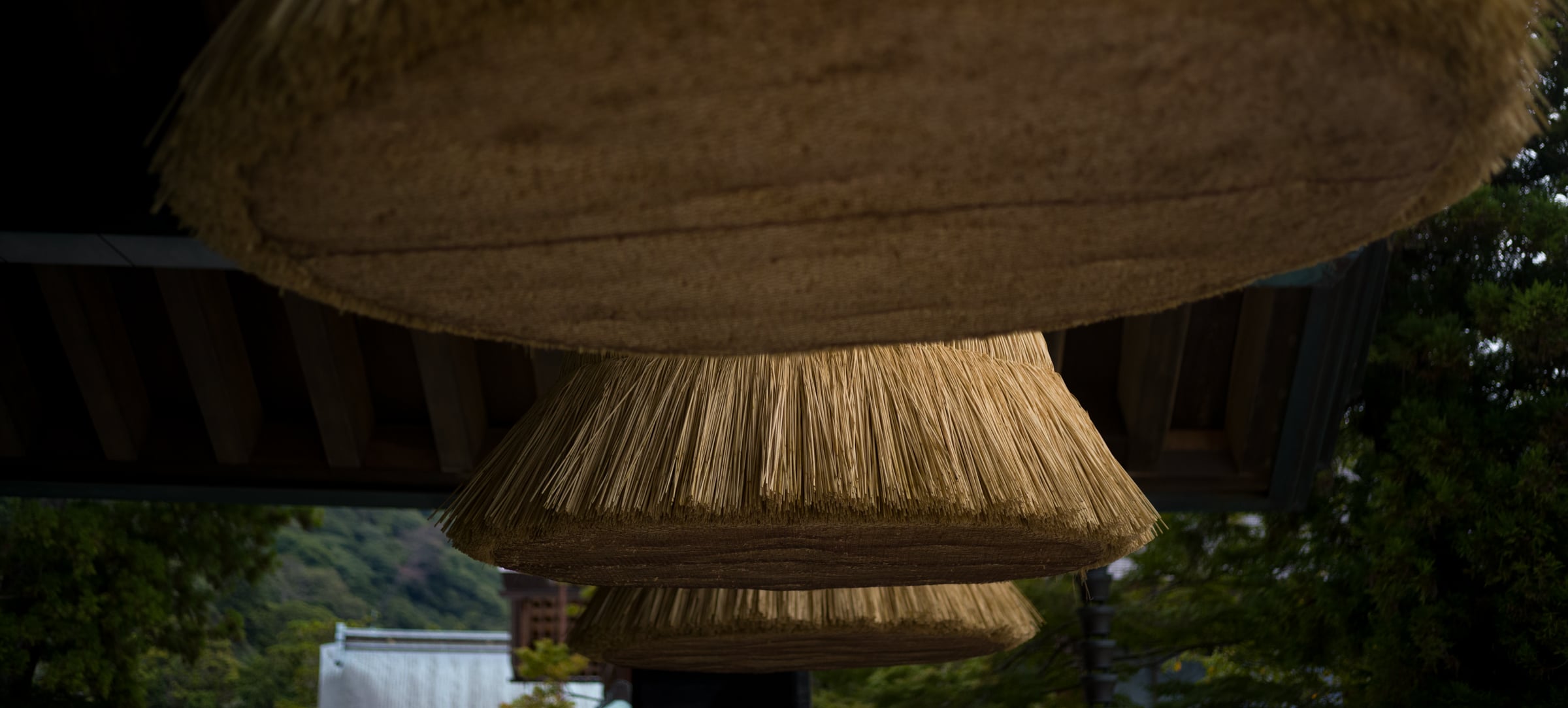 The tassels of the great straw rope, seen from below against the trees (photo: Takahiro Mitsui)